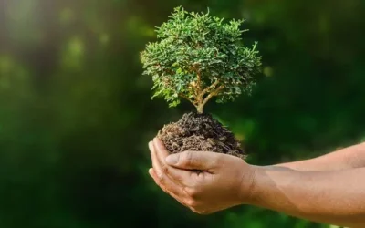 One student one tree project