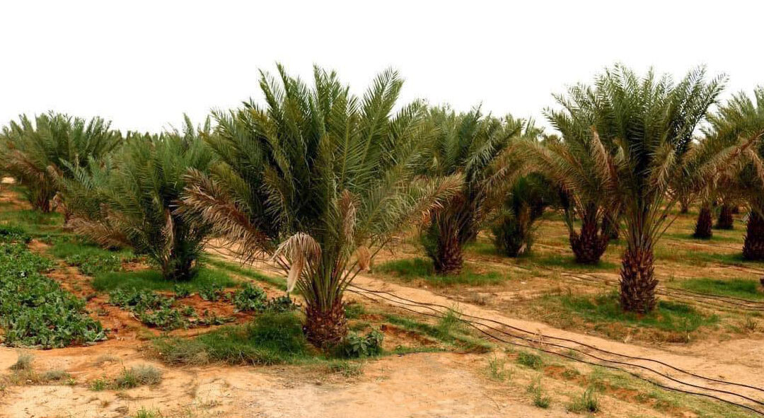 The Economic Importance of Date Production and International Trade