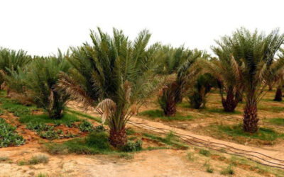 The Economic Importance of Date Production and International Trade