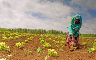 Sustaining Conservation Agriculture initiatives