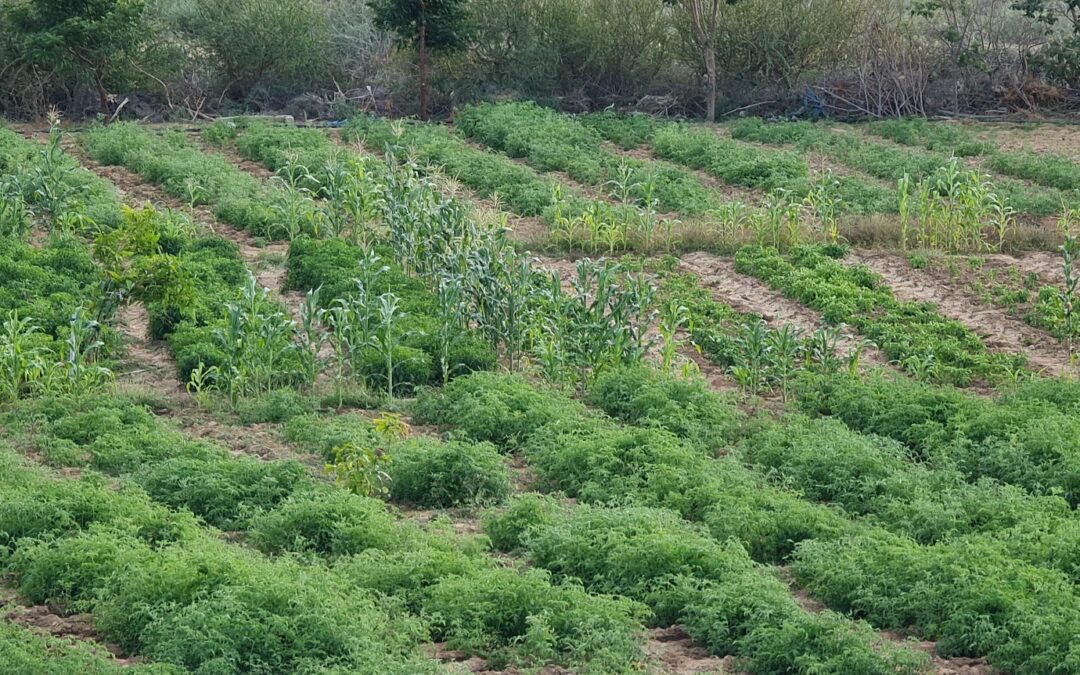 Introduction to the Farmer Field School Approach